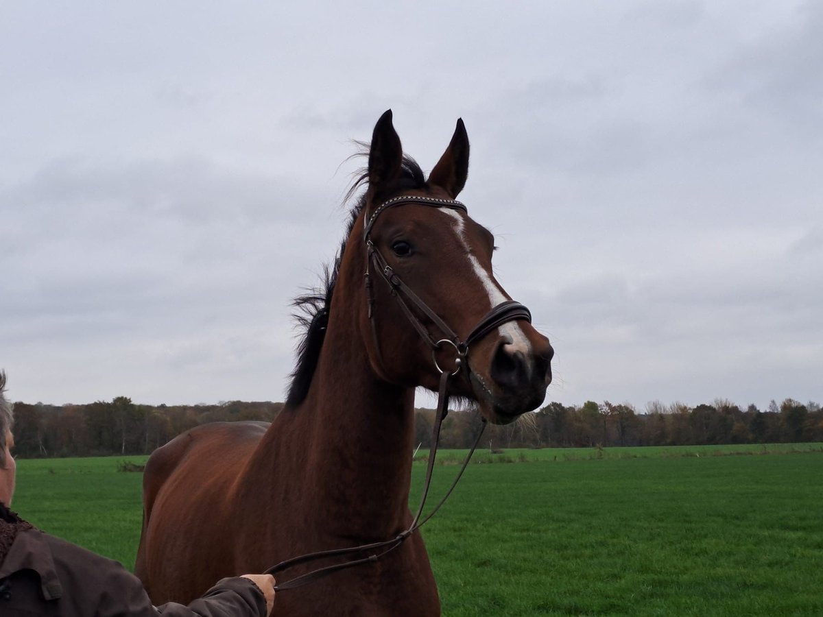 Cheval de sport allemand Jument 3 Ans 176 cm Bai in Bad bederkesa