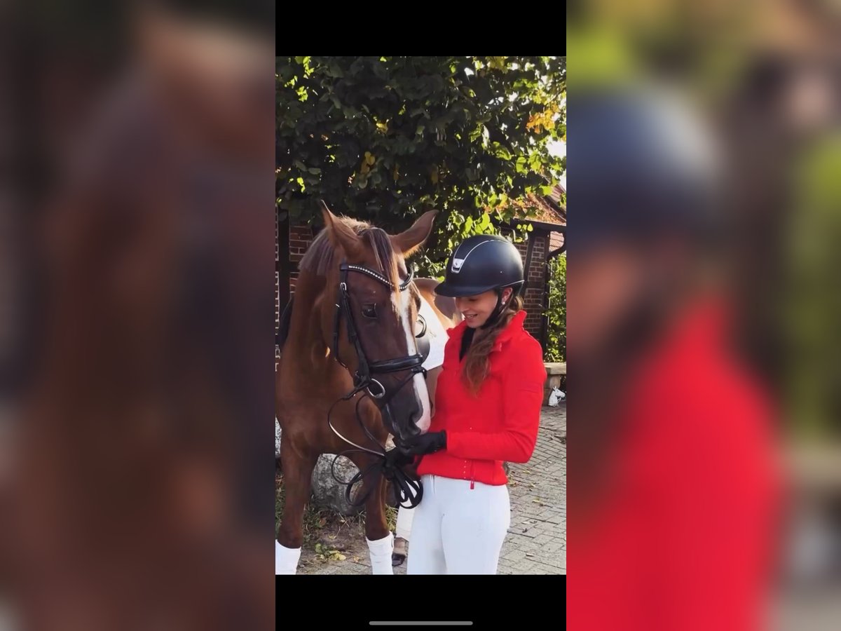 Cheval de sport allemand Jument 3 Ans Alezan in Lienen Cheval de sport allemand Jument 3 Ans Alezan in Lienen