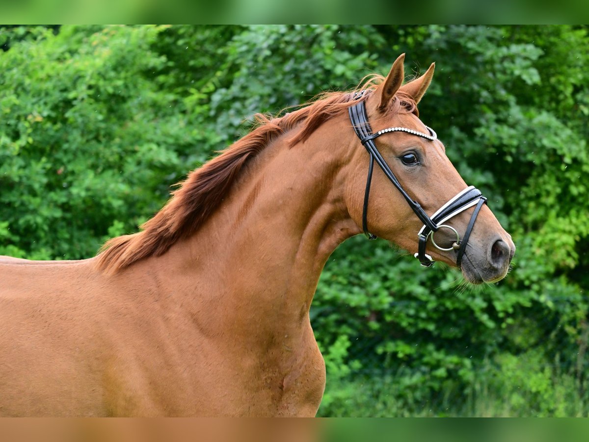 Cheval de sport allemand Jument 3 Ans Alezan in Schönwalde