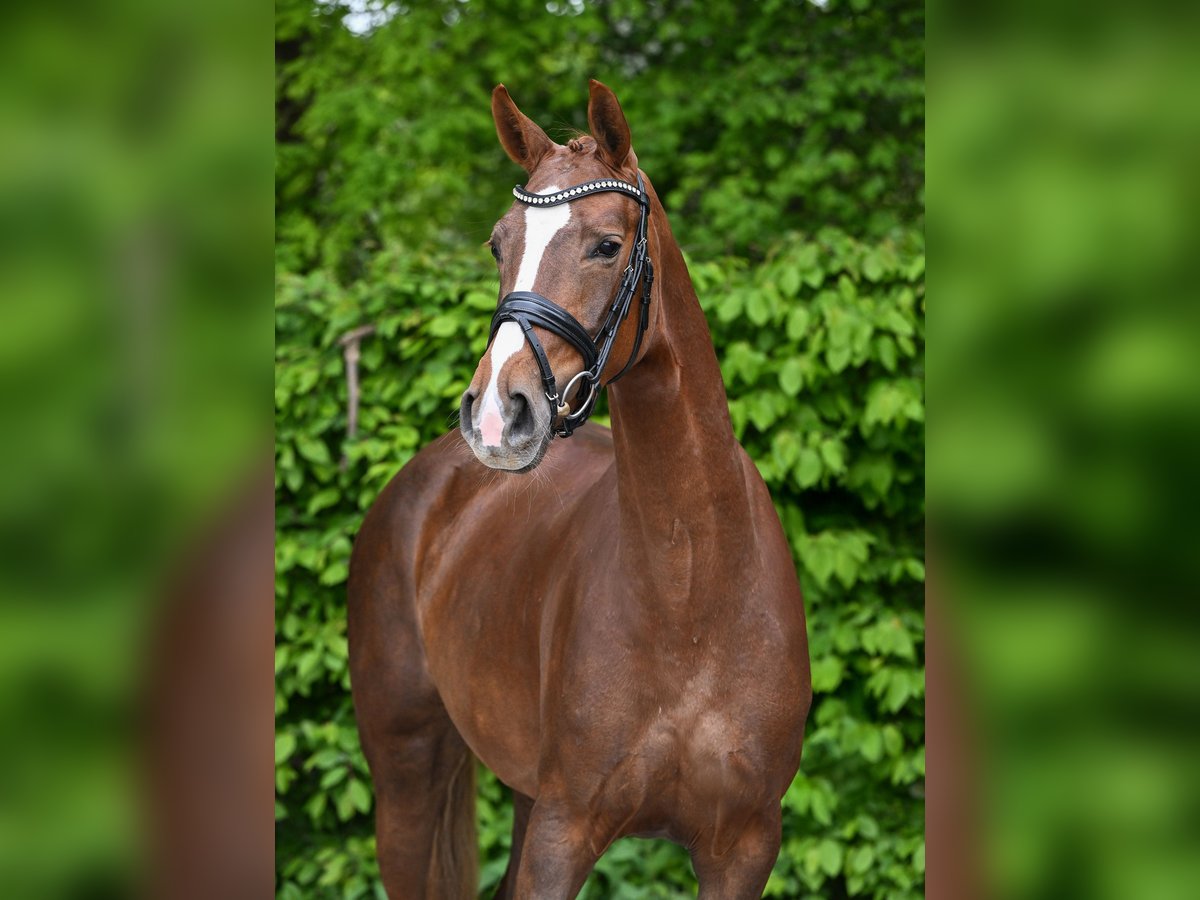 Cheval de sport allemand Jument 4 Ans 158 cm Alezan in Ostrach