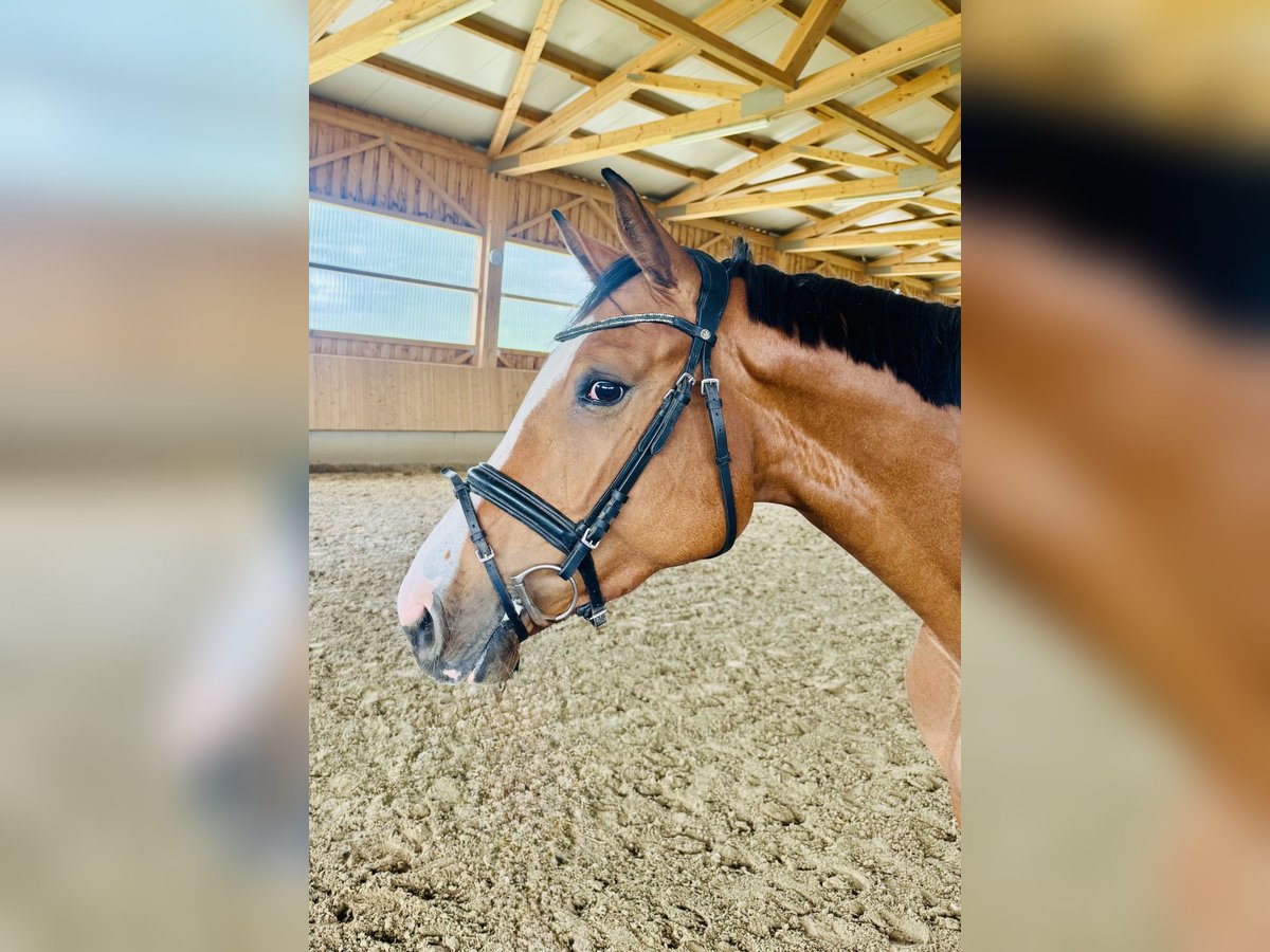 Cheval de sport allemand Jument 4 Ans 160 cm Bai clair in Wilhelmsdorf