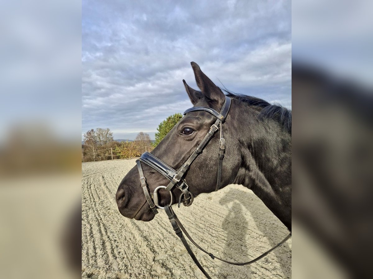 Cheval de sport allemand Jument 4 Ans 162 cm Noir in Dischingen