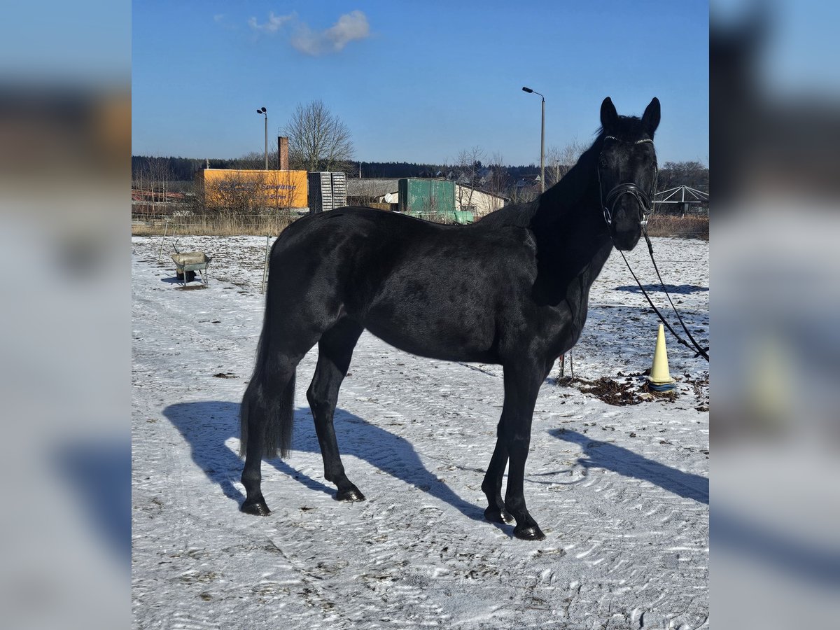 Cheval de sport allemand Jument 4 Ans 163 cm Noir in Zeulenroda