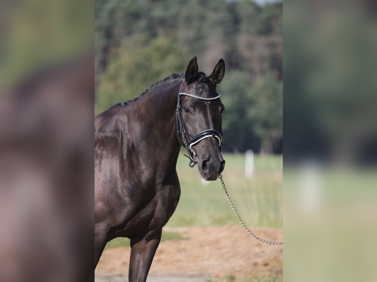 Cheval de sport allemand Jument 4 Ans 163 cm Noir in Wilhermsdorf