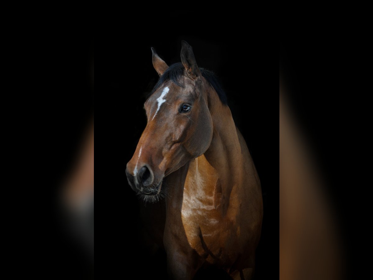 Cheval de sport allemand Jument 4 Ans 164 cm Bai in Fraunberg