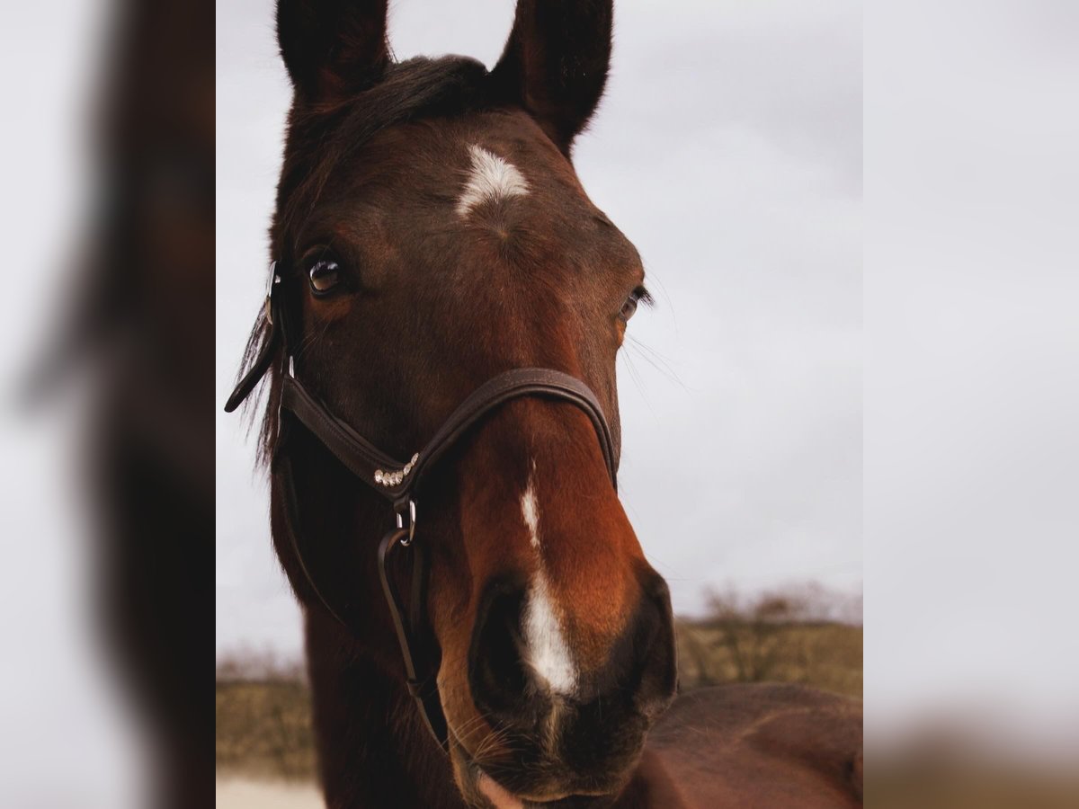 Cheval de sport allemand Jument 4 Ans 164 cm Bai in Nonnweiler