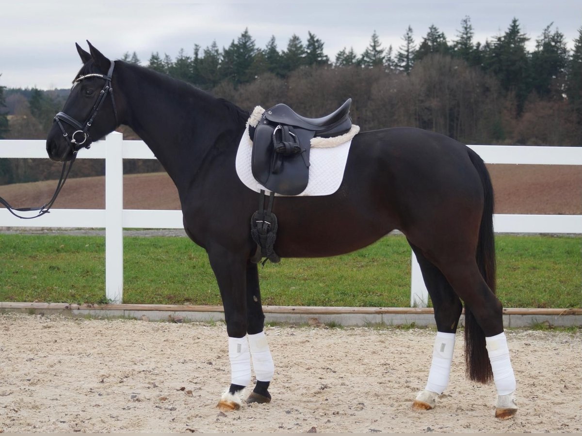 Cheval de sport allemand Jument 4 Ans 164 cm Noir in Weikersheim