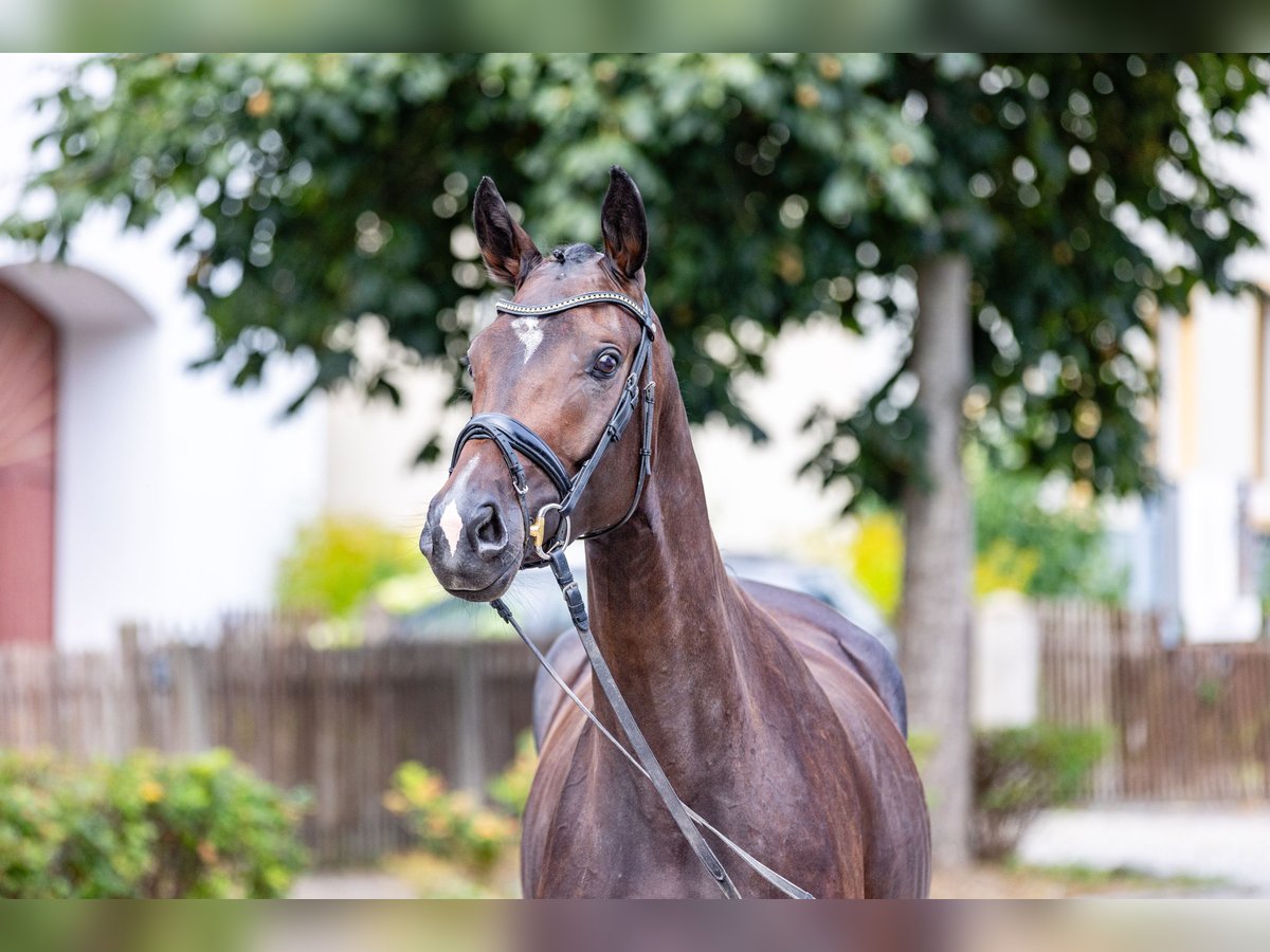 Cheval de sport allemand Jument 4 Ans 165 cm Bai brun in Weida OT Gräfenbrück