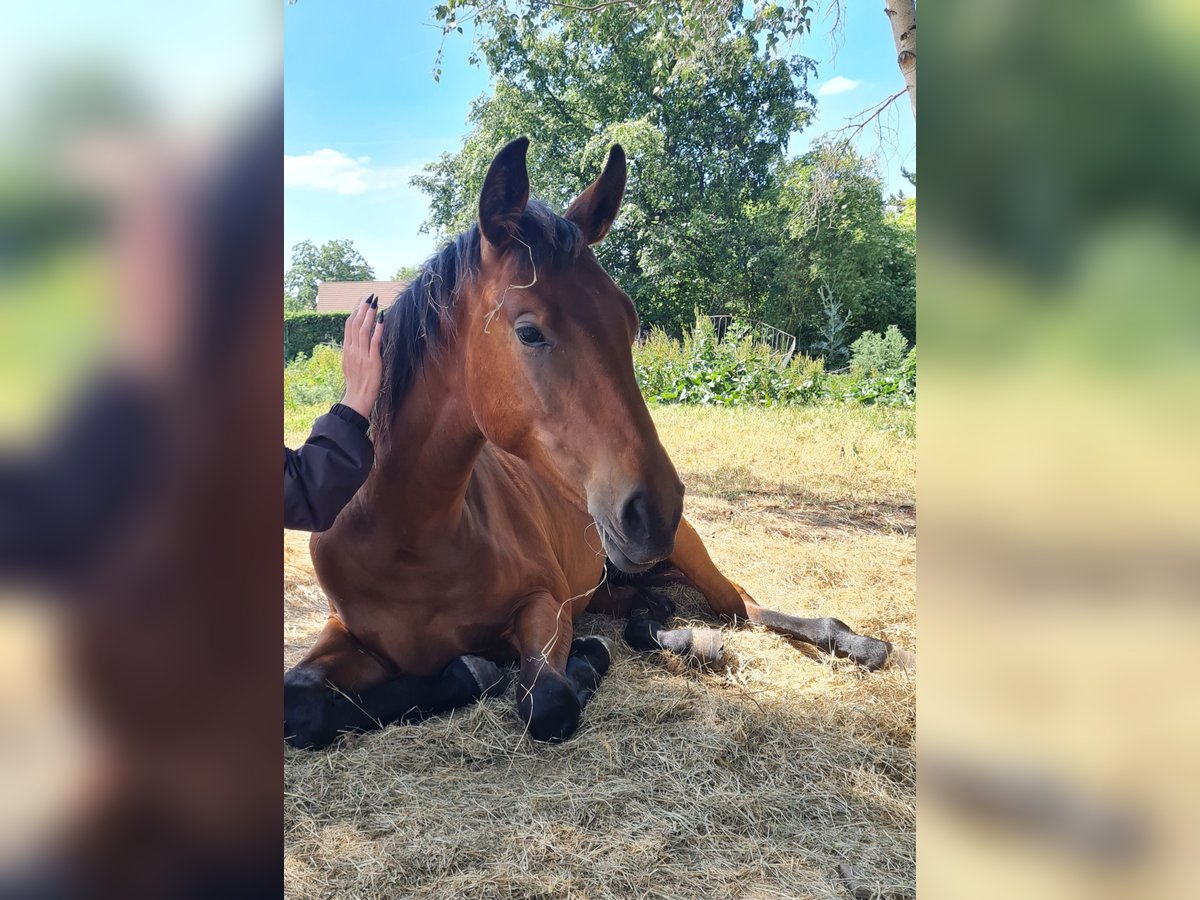 Cheval de sport allemand Jument 4 Ans 165 cm Bai cerise in Groß Rosenburg