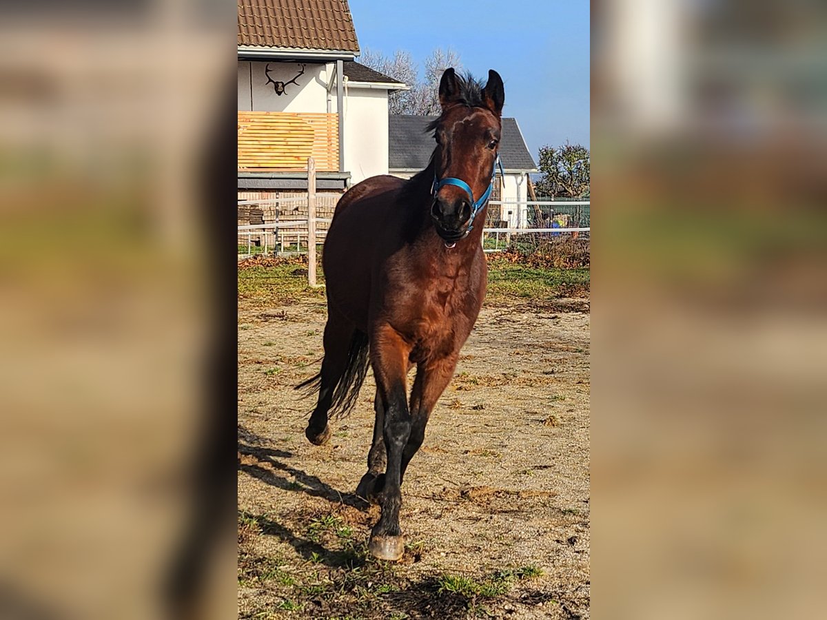 Cheval de sport allemand Jument 4 Ans 165 cm Bai cerise in Groß Rosenburg