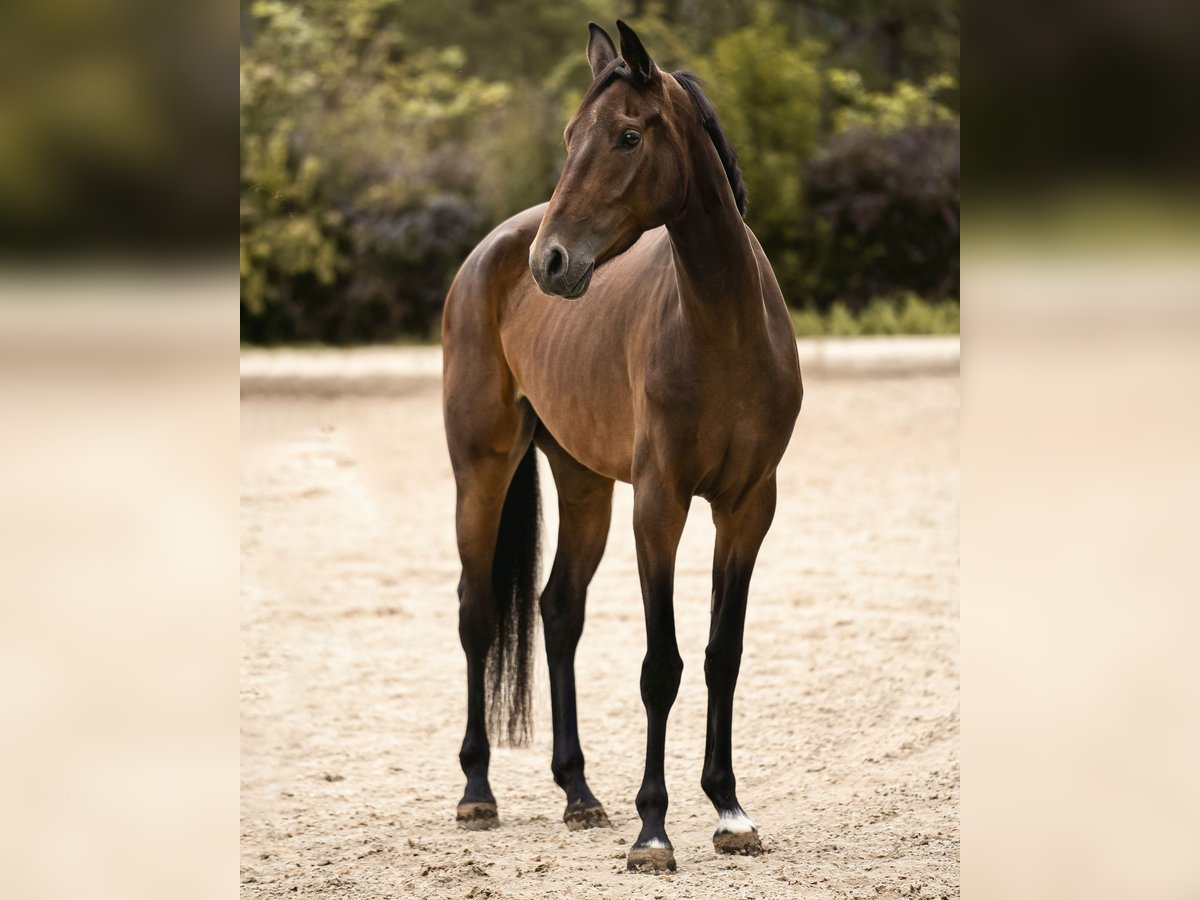 Cheval de sport allemand Jument 4 Ans 165 cm Bai in Eberndorf