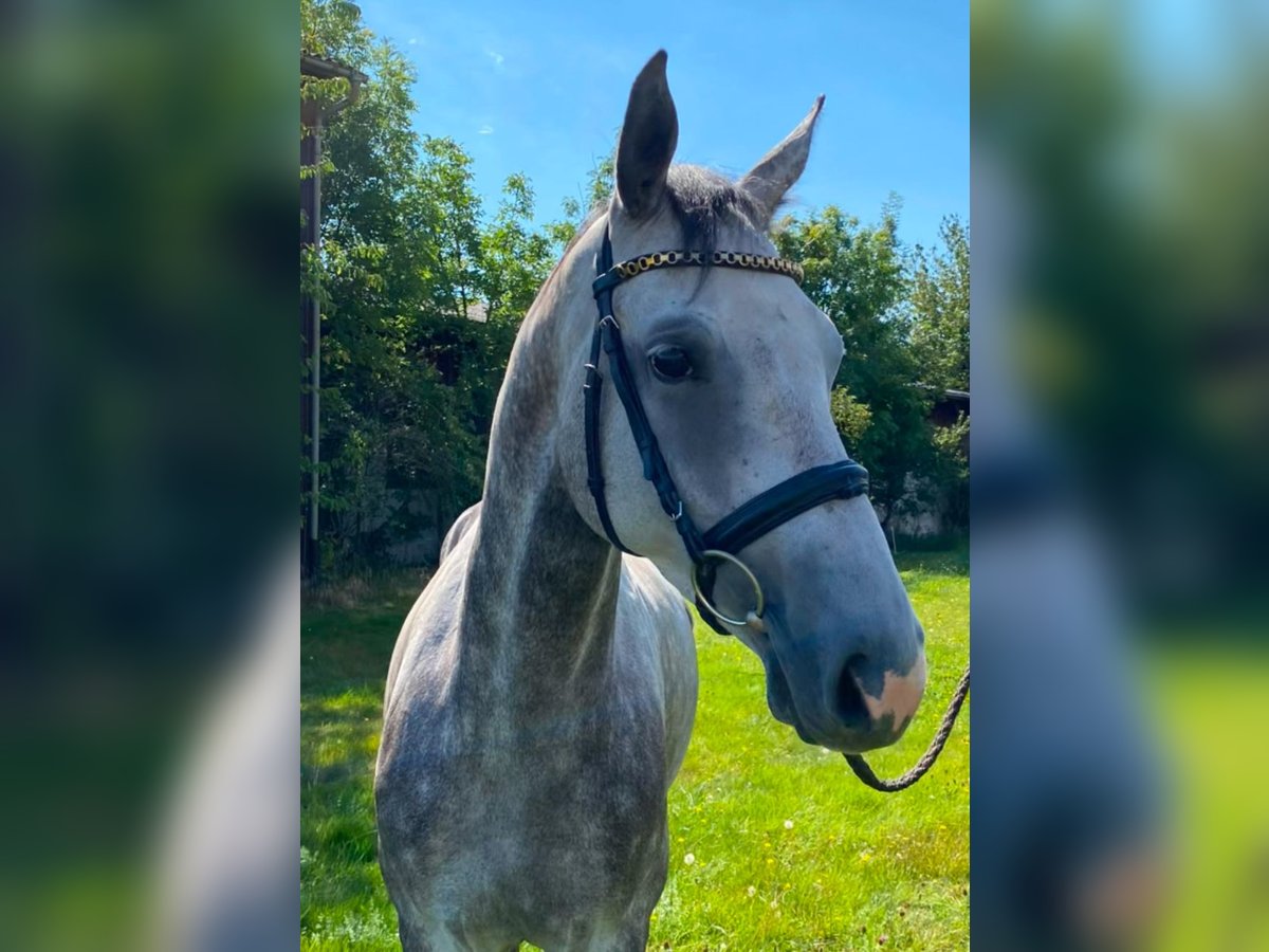 Cheval de sport allemand Jument 4 Ans 165 cm Gris pommelé in Schwäbisch Gmünd