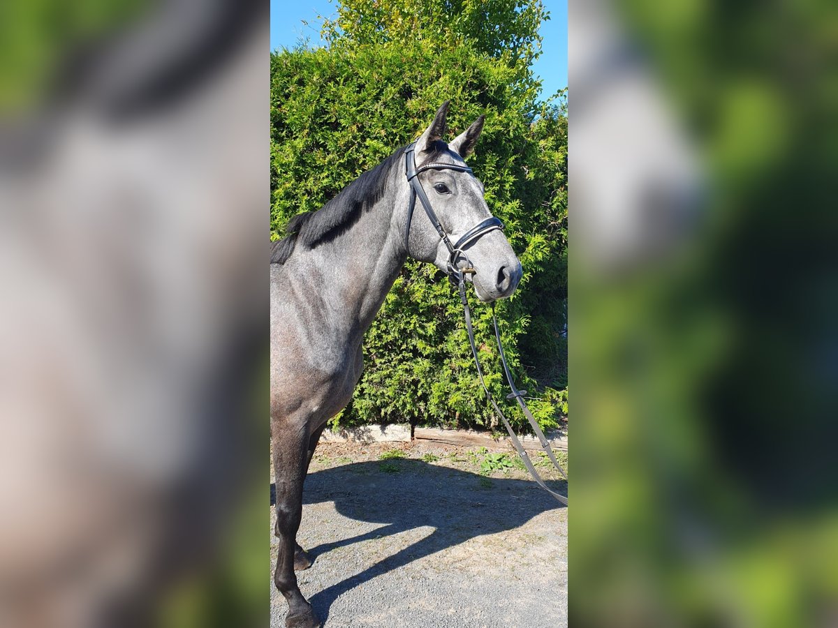 Cheval de sport allemand Jument 4 Ans 165 cm Gris pommelé in Bennewitz