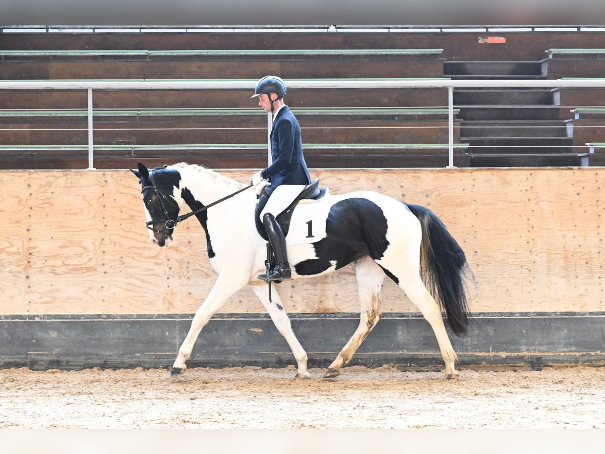 Cheval de sport allemand Jument 4 Ans 165 cm Pinto in Höchstädt im Fichtelgebirge