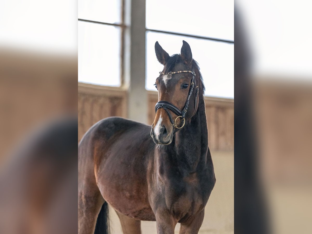 Cheval de sport allemand Jument 4 Ans 166 cm Bai in Kraiburg am Inn