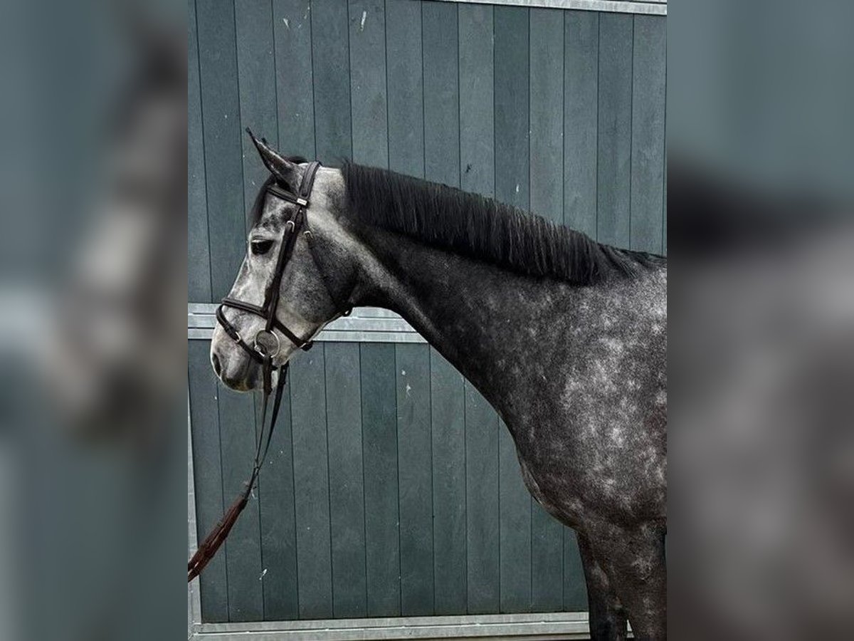 Cheval de sport allemand Jument 4 Ans 166 cm Gris in Goch