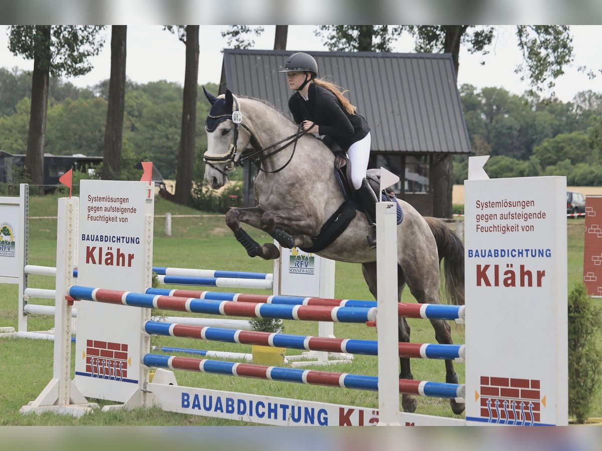 Cheval de sport allemand Jument 4 Ans 166 cm Gris pommelé in Herzberg/Elster