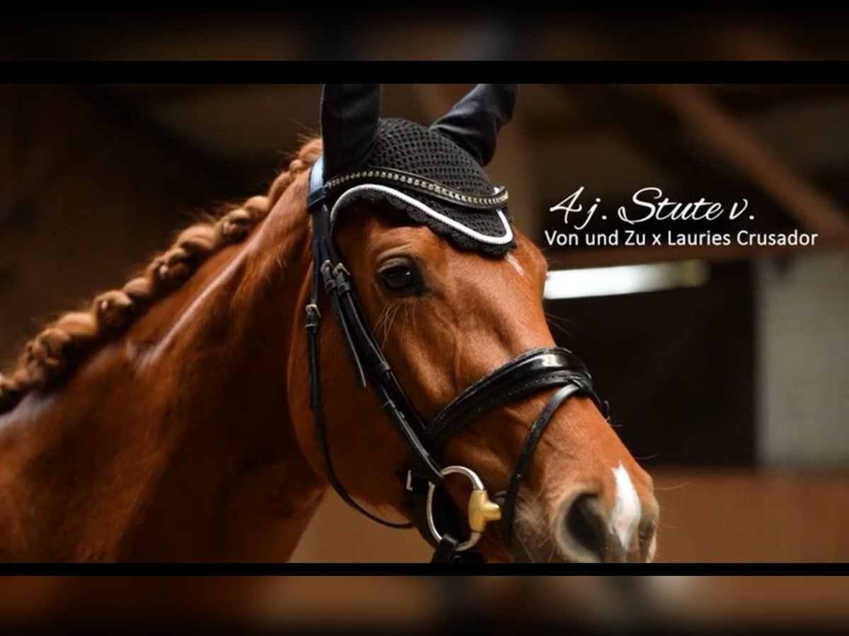 Cheval de sport allemand Jument 4 Ans 167 cm Alezan in Düsseldorf