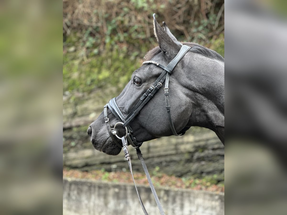 Cheval de sport allemand Jument 4 Ans 168 cm Bai brun in Wetter (Ruhr)