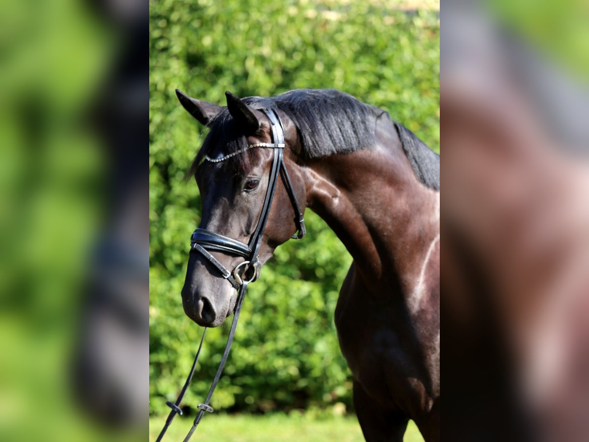 Cheval de sport allemand Jument 4 Ans 168 cm Noir in Schwäbisch Hall