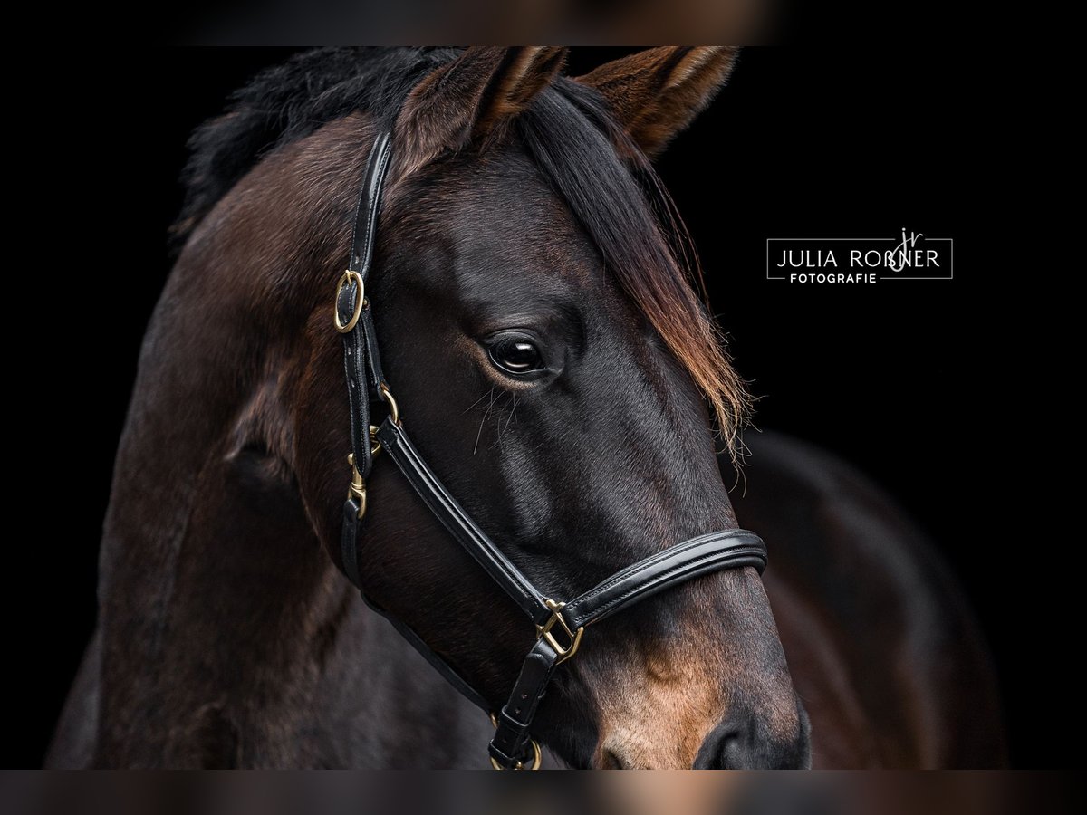 Cheval de sport allemand Jument 4 Ans 169 cm Bai in Stadland