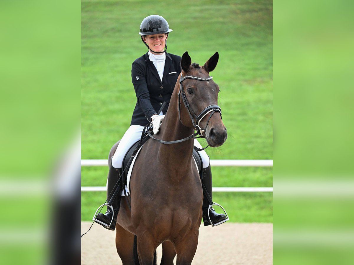 Cheval de sport allemand Jument 4 Ans 170 cm Bai brun in Gomadingen