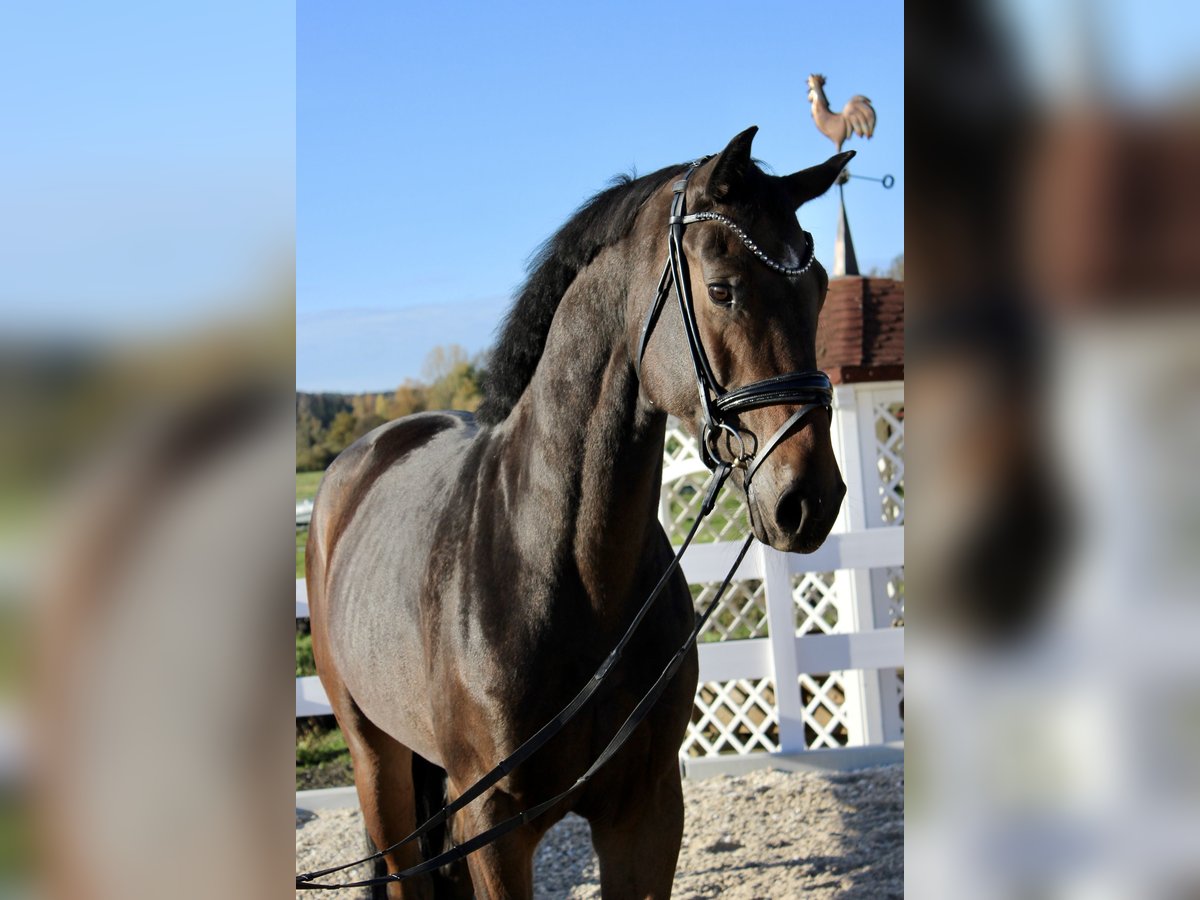 Cheval de sport allemand Jument 4 Ans 170 cm in Ebenweiler