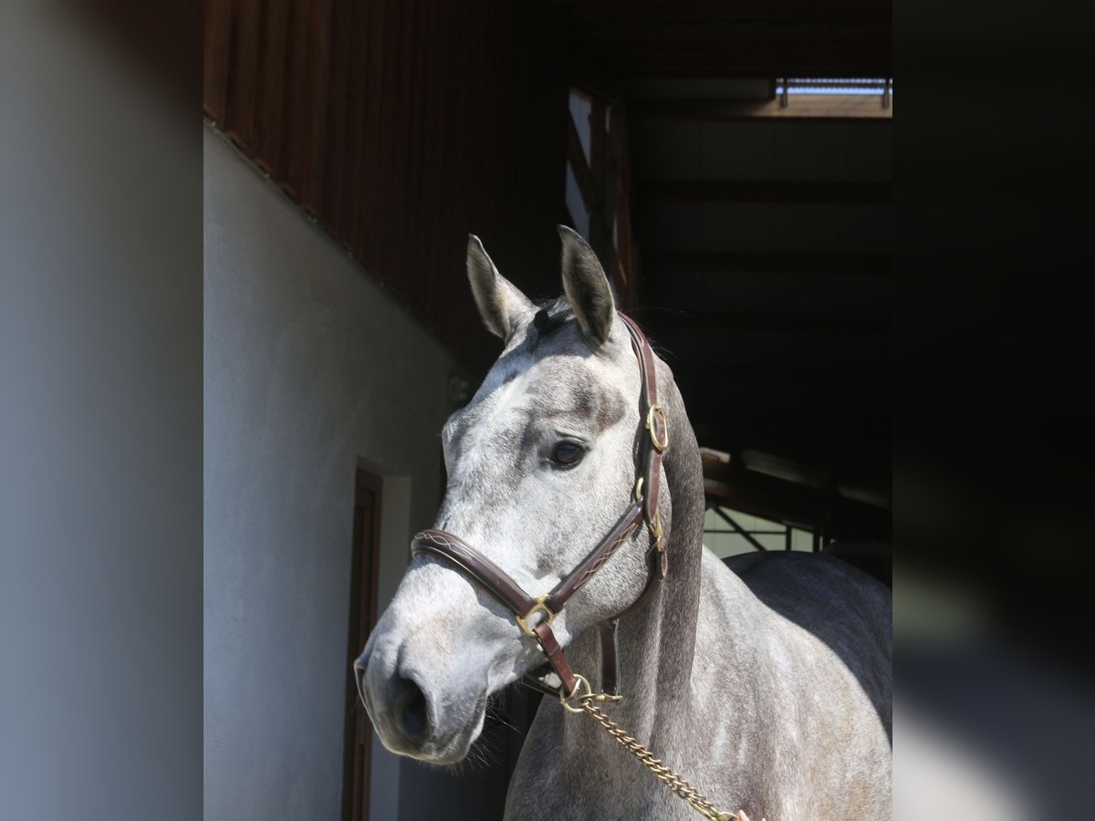 Cheval de sport allemand Jument 4 Ans 170 cm Gris in Erharting