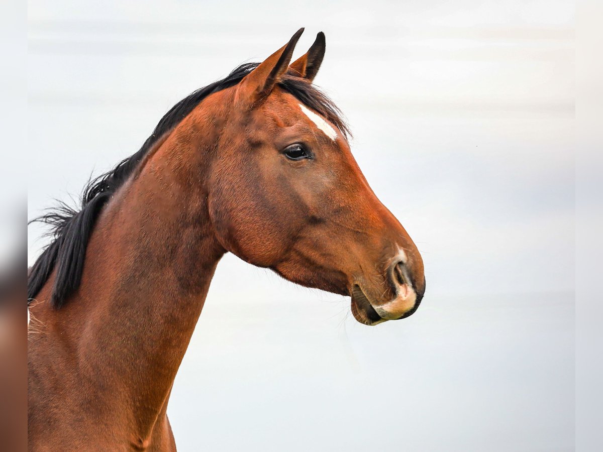 Cheval de sport allemand Jument 4 Ans 171 cm Bai in Hüttenrode