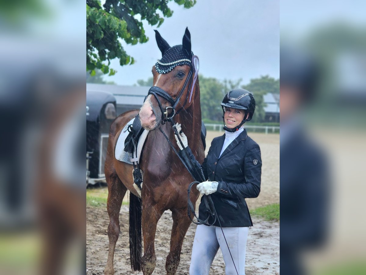 Cheval de sport allemand Jument 4 Ans 175 cm Alezan in Lippetal