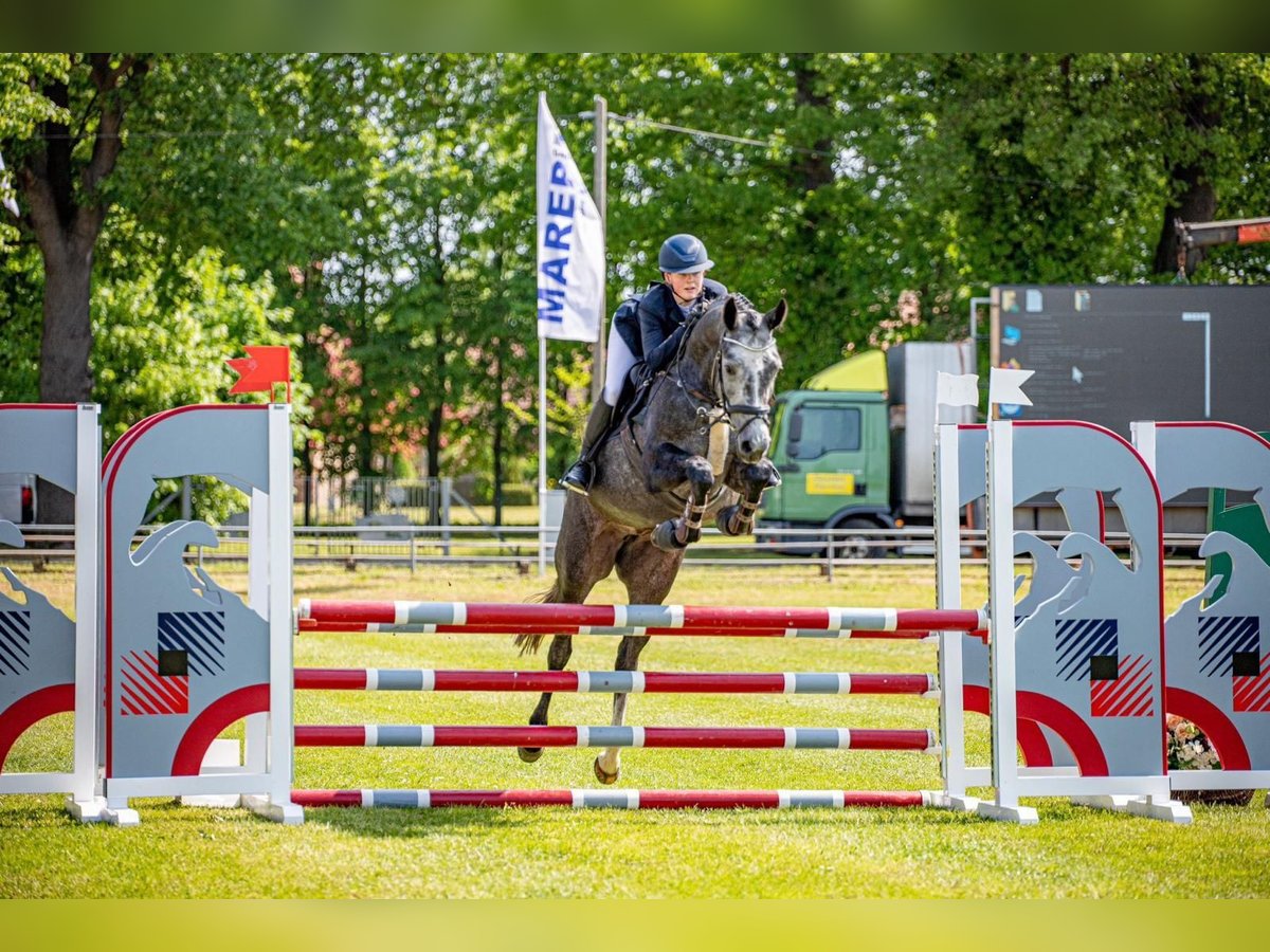 Cheval de sport allemand Jument 5 Ans 164 cm Gris pommelé in Neustadt/ Dosse