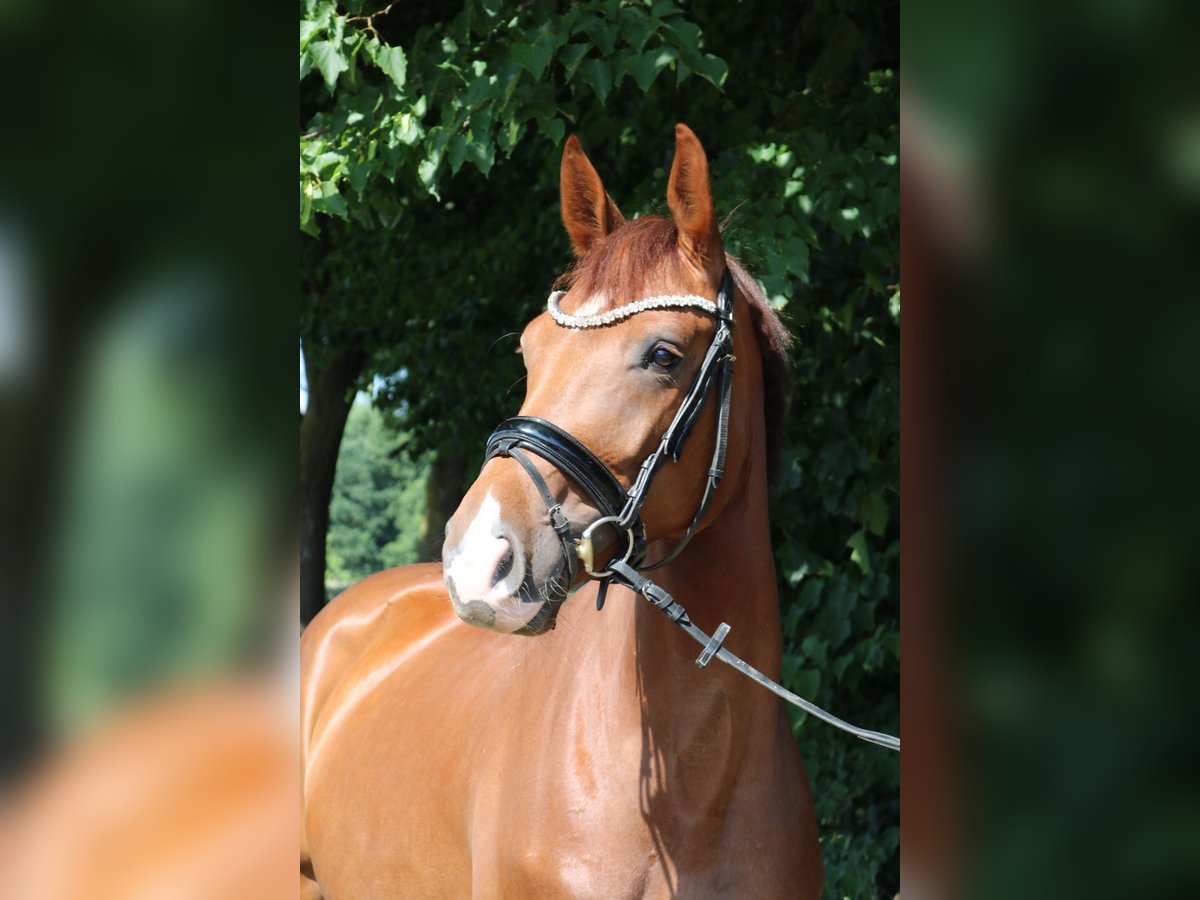 Cheval de sport allemand Jument 5 Ans 165 cm Alezan brûlé in L&#xFC;dinghausen