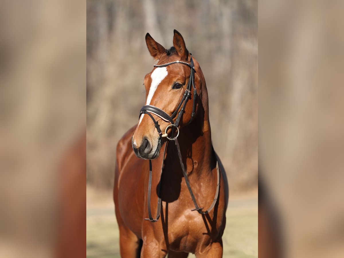 Cheval de sport allemand Jument 5 Ans 165 cm Bai in Ebreichsdorf