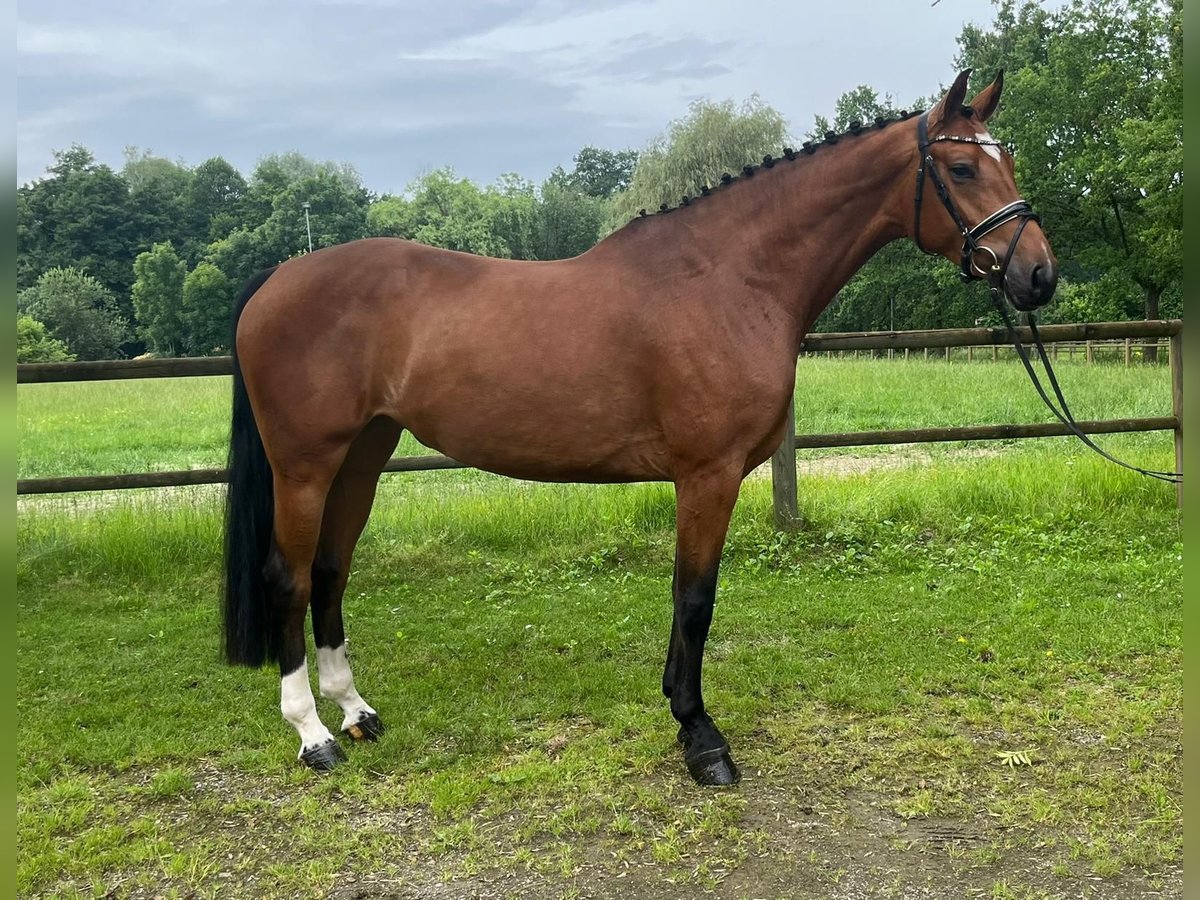 Cheval de sport allemand Jument 5 Ans 165 cm Bai in Lahr/Schwarzwald