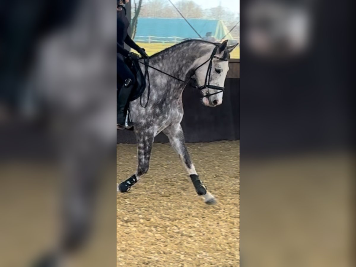 Cheval de sport allemand Jument 5 Ans 165 cm Gris pommelé in Liederbach am Taunus