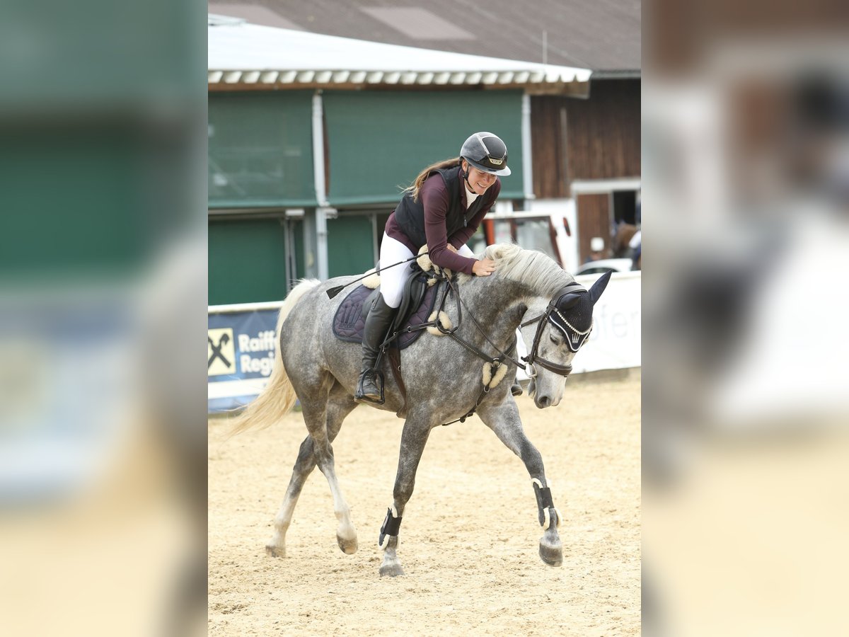 Cheval de sport allemand Jument 5 Ans 165 cm Gris pommelé in Schlins