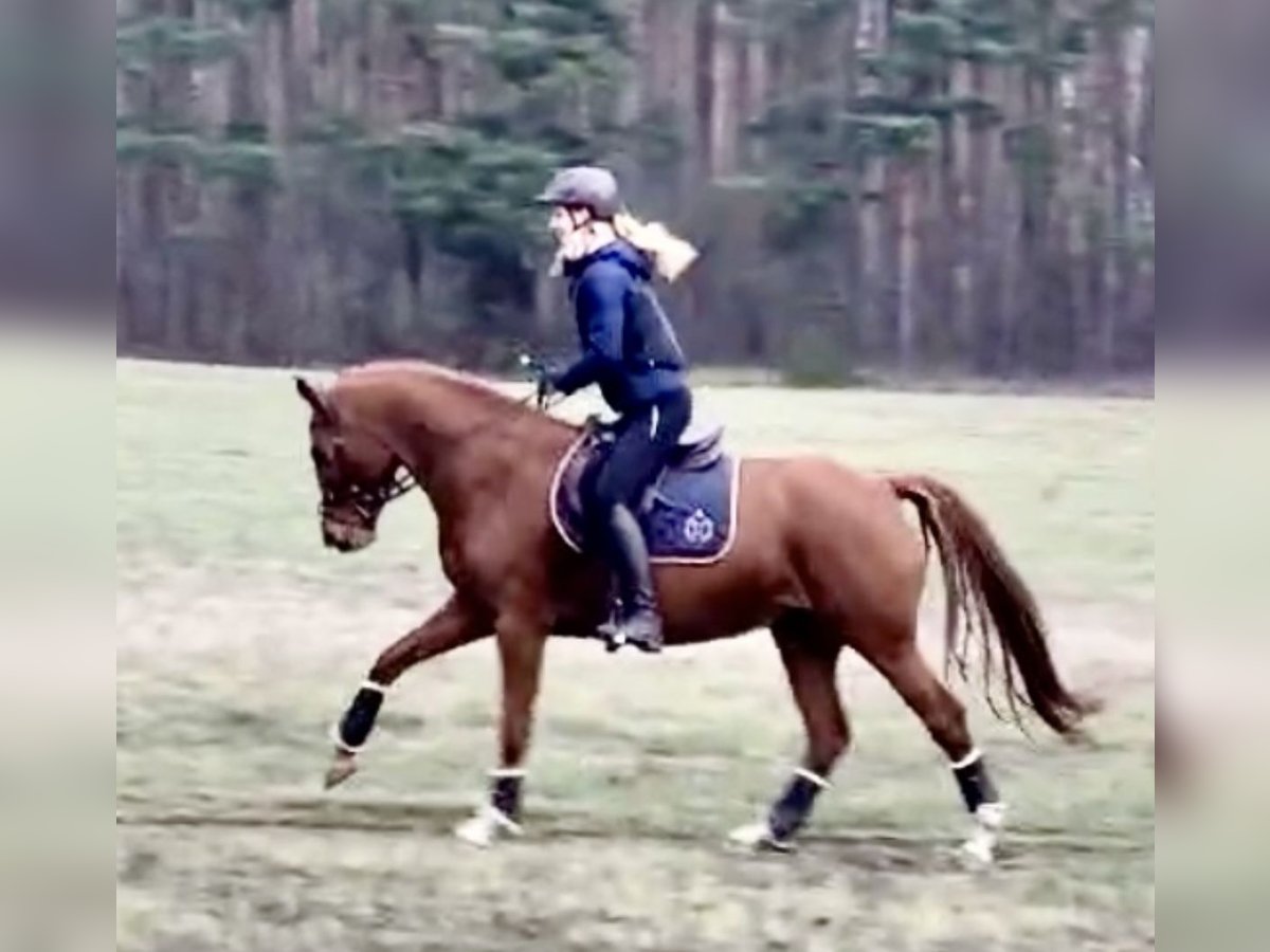 Cheval de sport allemand Jument 5 Ans 166 cm Alezan in Langerwisch