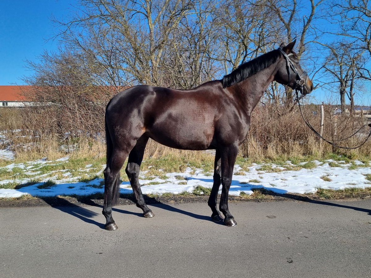 Cheval de sport allemand Jument 5 Ans 166 cm Noir in Trebbin