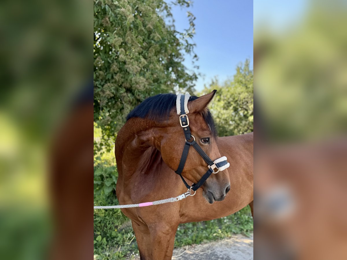 Cheval de sport allemand Jument 5 Ans 167 cm Bai in Grevenbroich