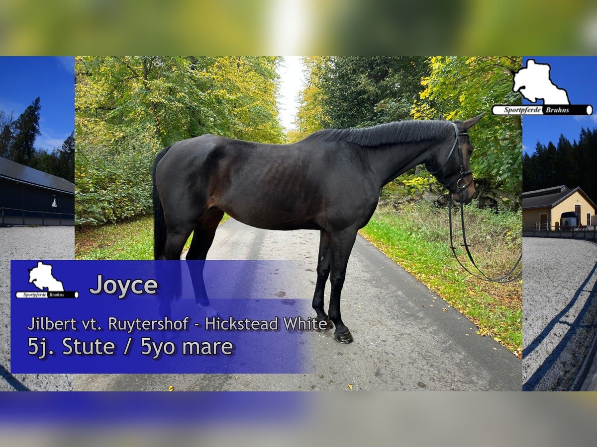 Cheval de sport allemand Jument 5 Ans 168 cm Bai brun in Gadow Cheval de sport allemand Jument 5 Ans 168 cm Bai brun in Gadow