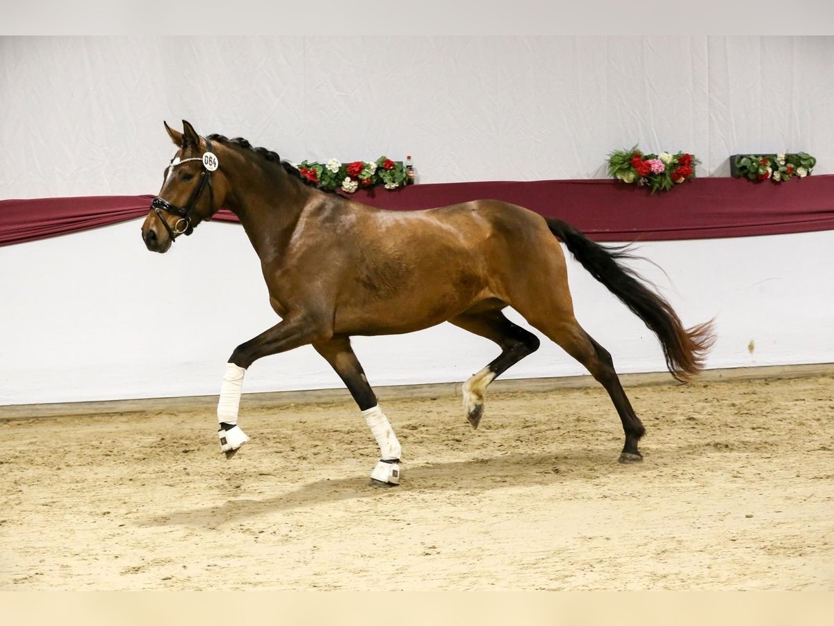 Cheval de sport allemand Jument 5 Ans 168 cm Bai in Drackenstein