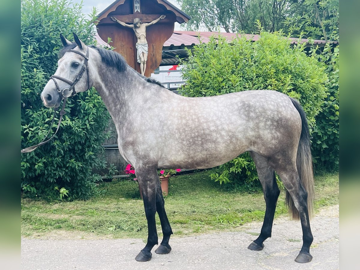 Cheval de sport allemand Jument 5 Ans 168 cm Gris pommelé in Schwäbisch Gmünd