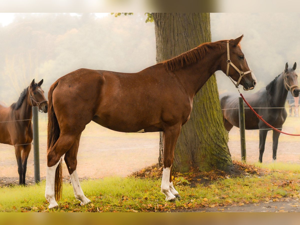 Cheval de sport allemand Jument 5 Ans 170 cm Alezan in Krumke