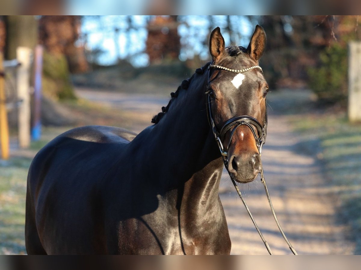 Cheval de sport allemand Jument 5 Ans 173 cm Bai brun foncé in Wuppertal