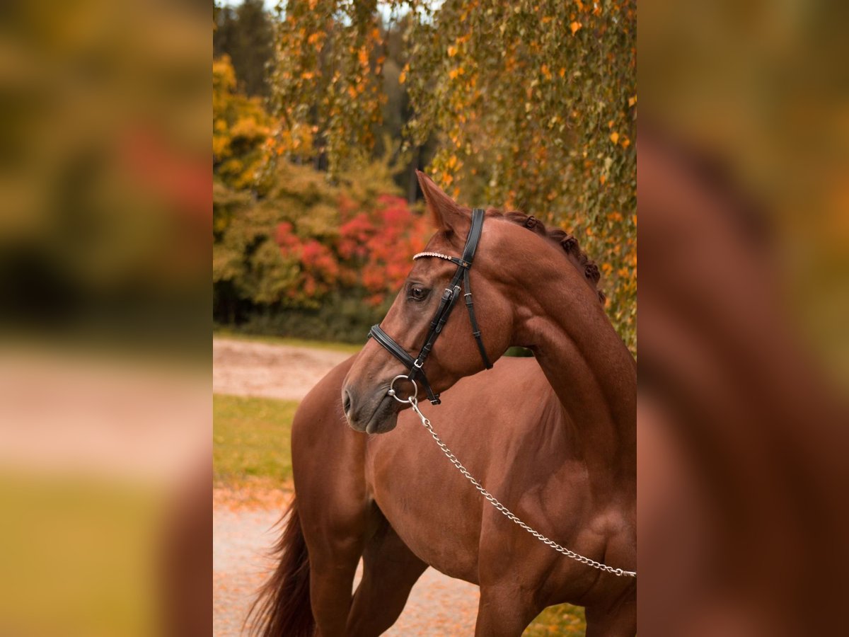 Cheval de sport allemand Jument 5 Ans 175 cm Alezan in Ermke