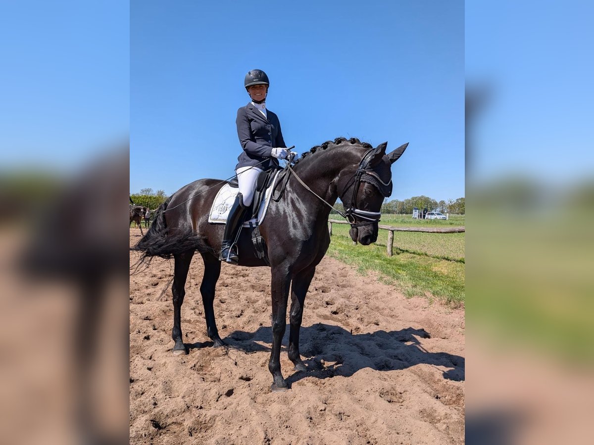 Cheval de sport allemand Jument 5 Ans Noir in Dessau