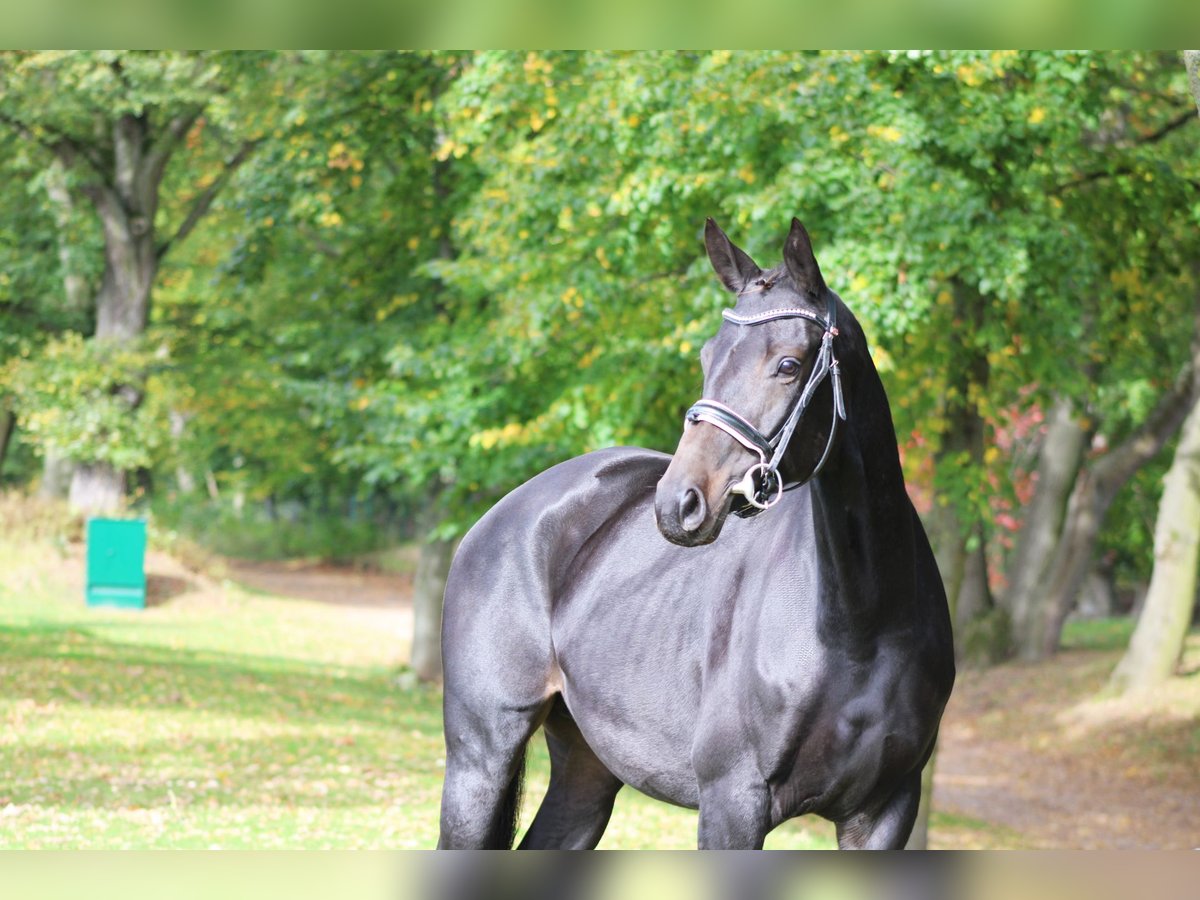 Cheval de sport allemand Jument 6 Ans 160 cm Bai brun in Darmstadt