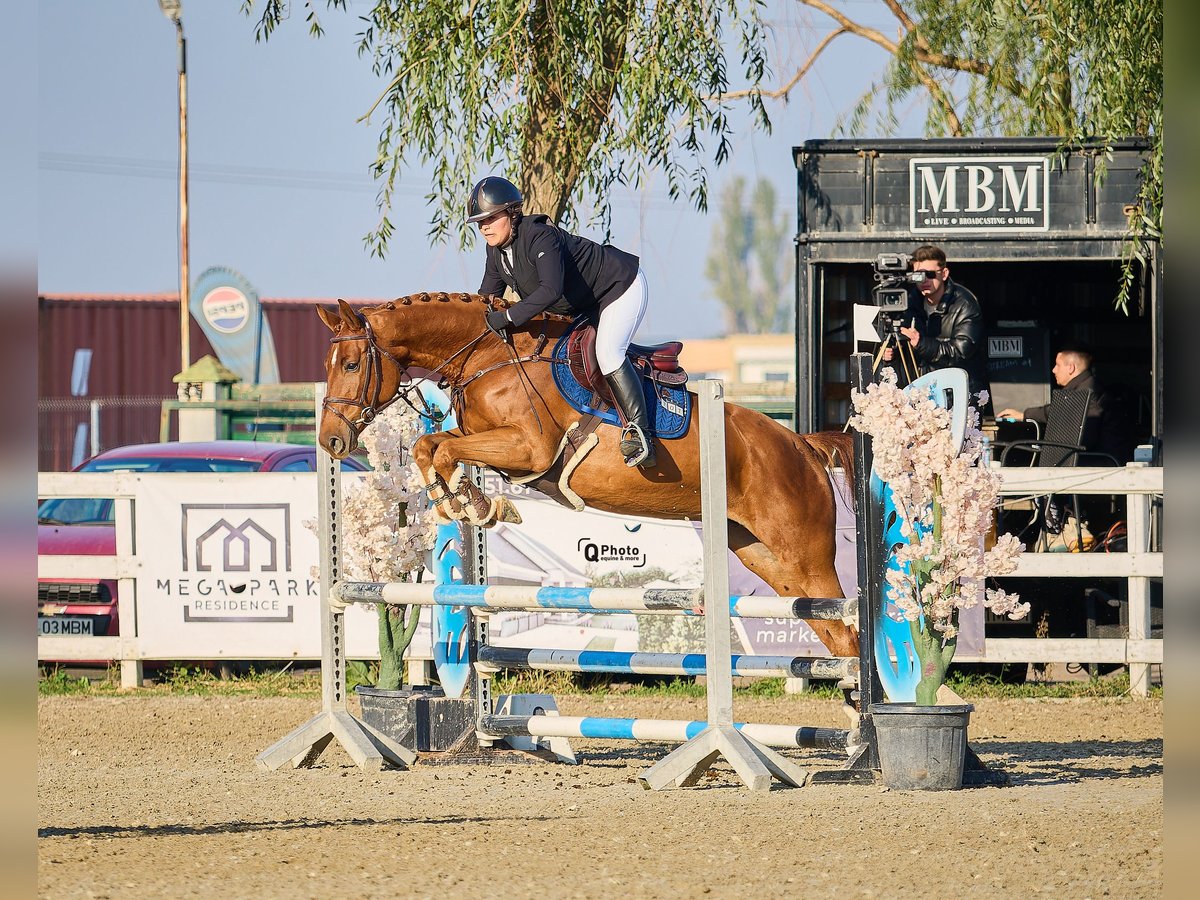 Cheval de sport allemand Jument 6 Ans 163 cm Alezan brûlé in Kronenberg