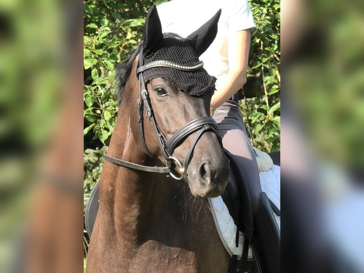 Cheval de sport allemand Jument 6 Ans 164 cm Bai brun foncé in Leipzig