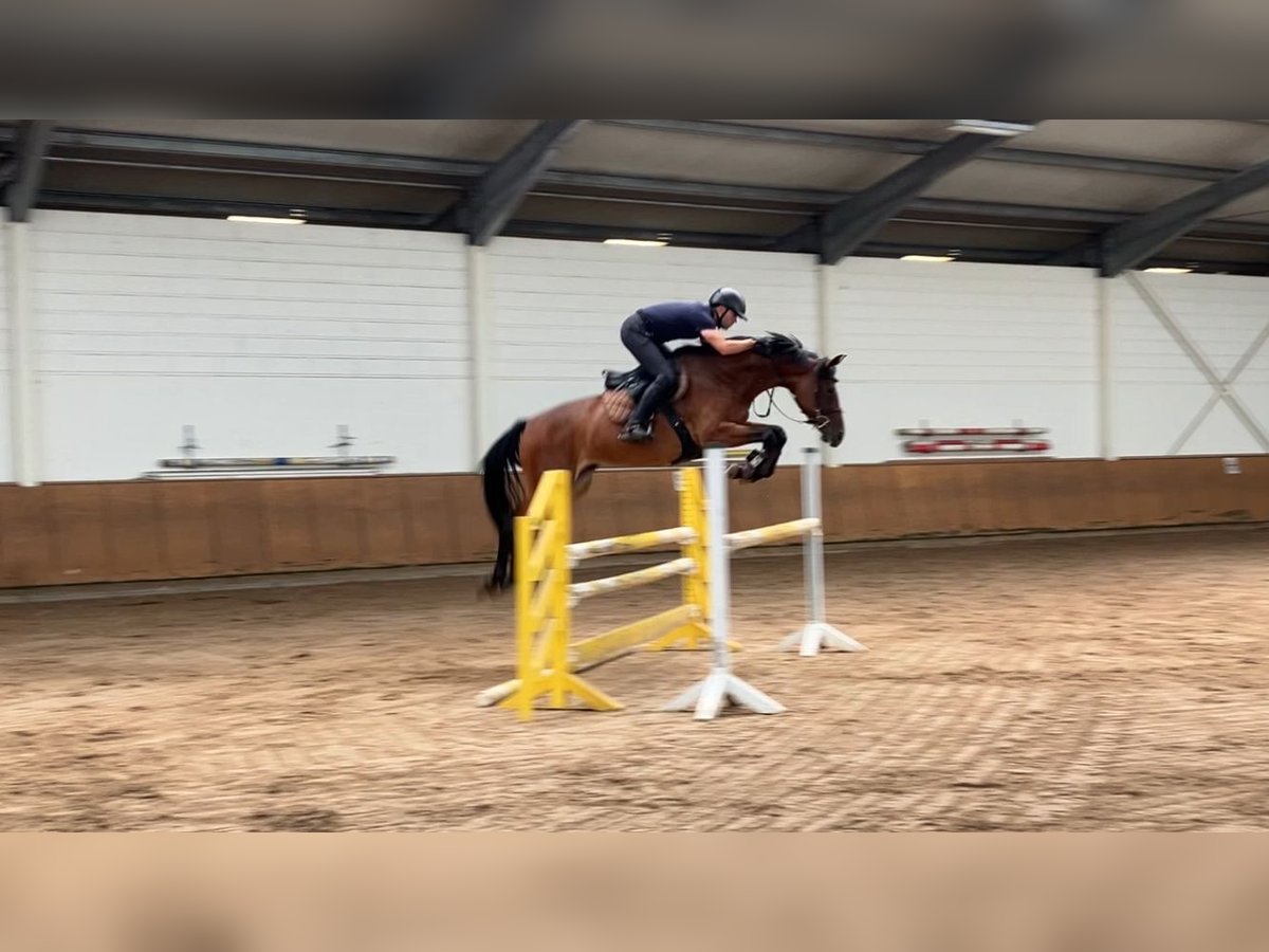 Cheval de sport allemand Jument 6 Ans 164 cm Bai in Penig